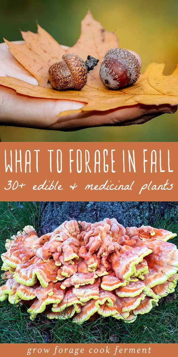 Learn about what to forage in fall! Autumn is an abundant time for foraging and wildcrafting. Fall foraging includes berries, nuts, roots, and mushrooms. #fall #foraging #forage #wildcrafting #autumn #acorns #mushrooms #berries #roots