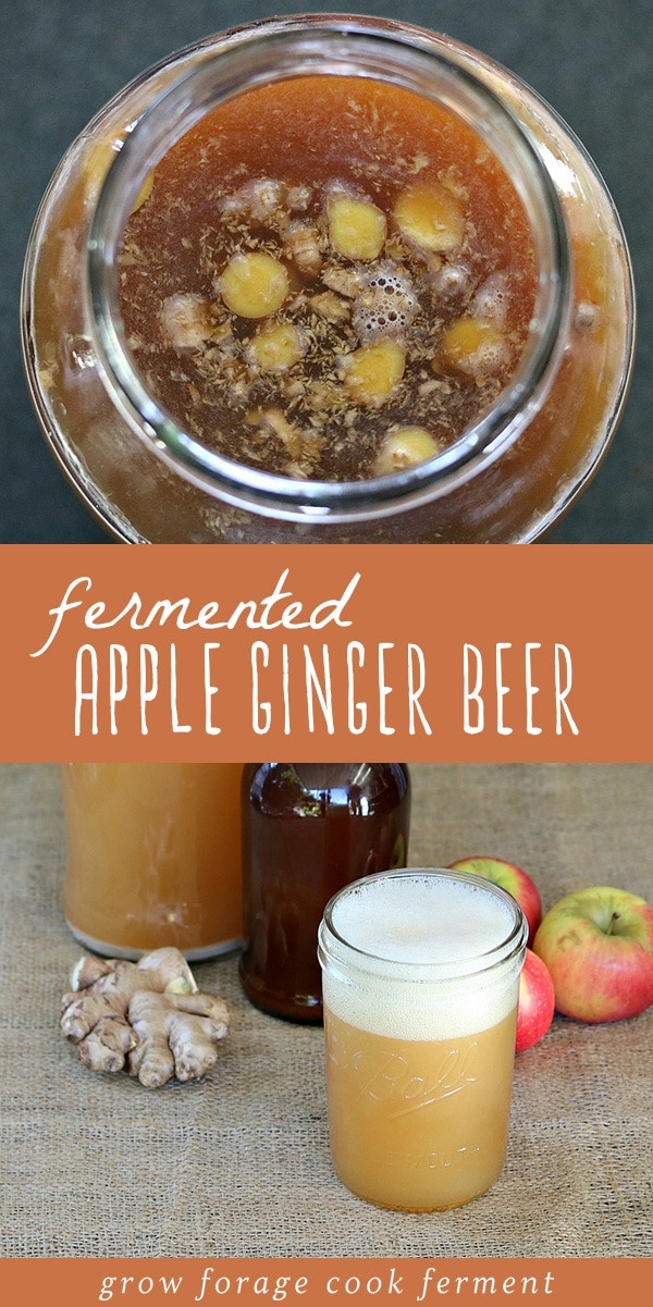 This apple ginger beer is one of the tastiest naturally fermented homebrews I've ever made! Made from a homemade ginger bug and apple cider, it's the perfect fall drink. It's so fizzy and refreshing, and the recipe is unbelievably simple. Even if you're a beginner home brewer, you'll be able to quickly master this apple ginger beer. #homebrews #cider #gingerbug #ferment #fermented #fall #drinks