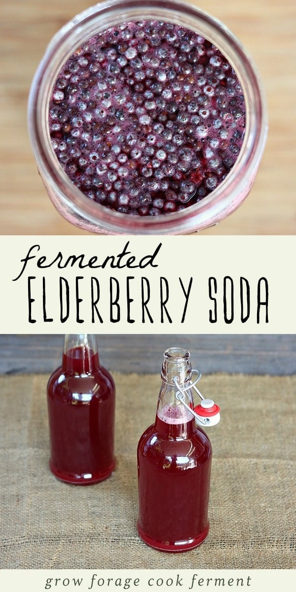 Fall is peak season for elderberries, and there are so many uses, both medicinal and culinary, for this versatile wild berry! One of my favorite recipes is this naturally fermented elderberry soda. It's full of vitamins and antioxidants and so wonderful for the immune system. Click through to learn how to make this easy and delicious fermented elderberry soda! #ferment #fermented #foraged #elderberries #soda #naturalsoda #immuneboosting #immunity #realfood