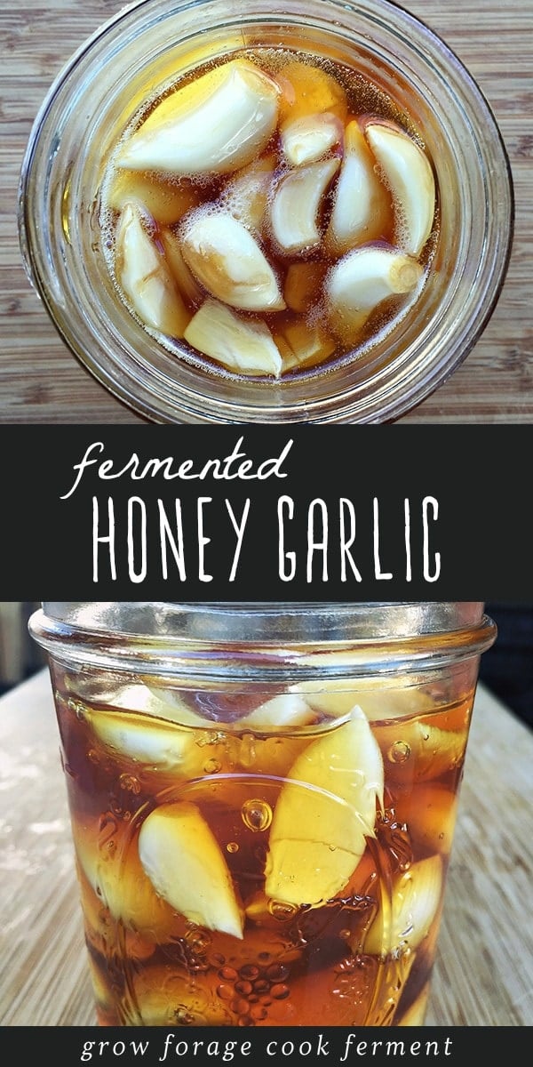 You won't believe how easy is it to make this immune boosting fermented honey garlic. It's the perfect first recipe for beginner herbalists. Both honey and garlic have strong medicinal properties, so you'll want to have this home remedy on hand for cold and flu season. Click through to get the recipe and learn all the amazing benefits of garlic fermented in honey. #honey #garlic #fermented #ferment #immuneboosting #immunity #homeremedy #homeremedies