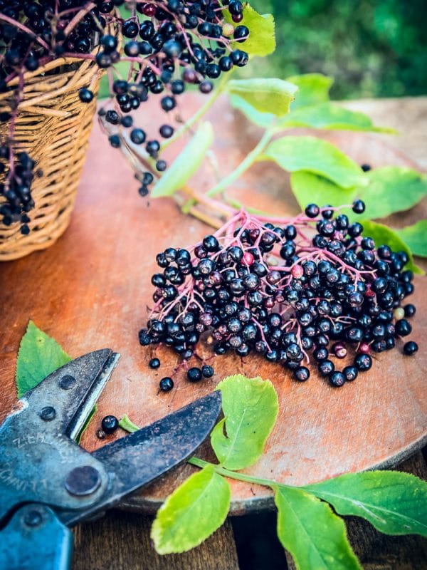 Elderberries are popular for fall foraging fresh elderberries on a table with a foraging basket and pruners