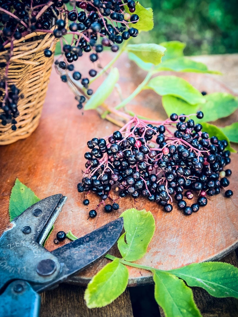 fresh elderberries on a table with a foraging basket and pruners