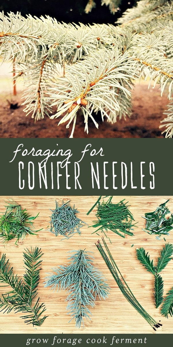 Foraging can be a challenge in the fall and winter, but luckily pine needles and other conifer needles are plentiful! Learn the main conifer needles to be on the look out for when foraging, as well as how to make a delicious recipe for medicinal pine need tea. This it the perfect first adventure for a beginner forager and budding herbalist! #forage #foraging #herbalism #herbalist #fall #winter #wildcrafting