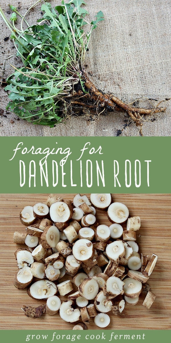 Most beginning herbalists know the benefits and properties of dandelion leaves, but dandelion root is incredibly useful too! Fall is the best time of year to forage and wildcraft for medicinal roots. Dandelion root is easy to identify and harvest, and has so many uses including medicinal and culinary. Learn everything you need to know about foraging for dandelion root, and how to use it in cooking and natural medicine. #forage #foraging #wildcrafting #dandelion #herbalism #fall