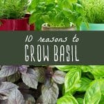 A potted basil plant and an overhead view of green and purple basil plants.