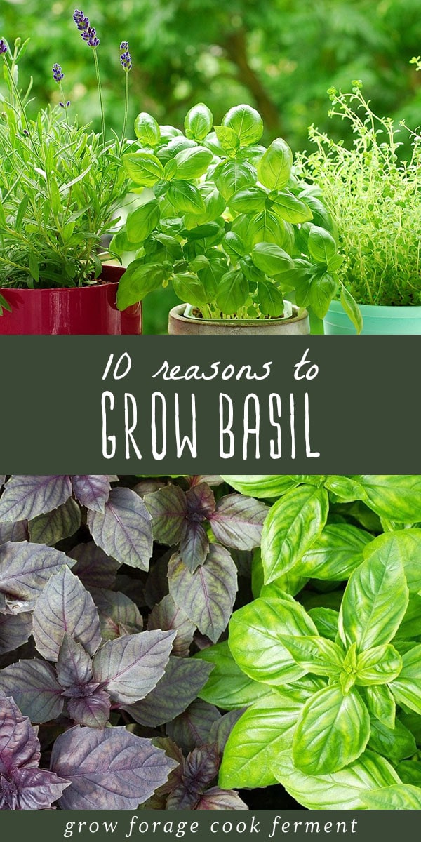 Basil is a common herb that is most often used in the kitchen, but it is also good for the garden and has amazing health benefits! Learn about 10 reasons to grow basil and the benefits of basil. #basil #herbalism