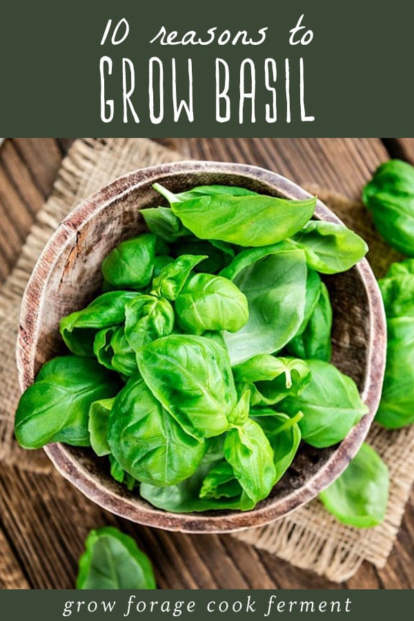 Fresh basil leaves in a wood bowl.