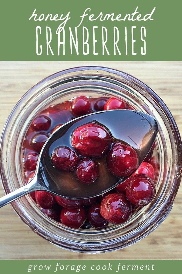 A jar of honey fermented cranberries with a spoon of cranberries resting on top.