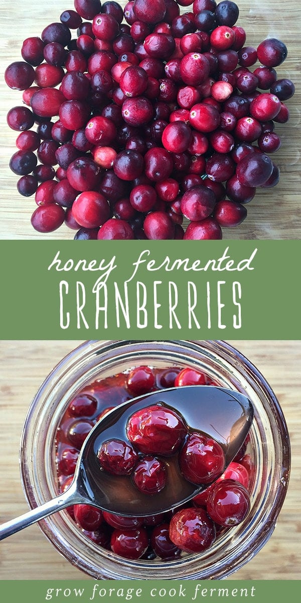 Learn how to make these honey fermented cranberries! They're a healthy, colorful, probiotic recipe that's perfect for your Thanksgiving or holiday dinner. Fermented honey cranberries are made from nourishing real food ingredients, and are a wonderful recipe for gut health and healing. You'll love these probiotic rich cranberries - they're certain to become a favorite fermented fall food recipe! #cranberries #probiotic #guthealth #realfood #ferment #fermented #thanksgiving