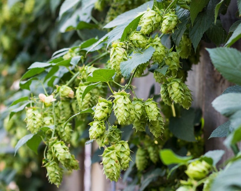 a cluster of hop flowers growing on a bine