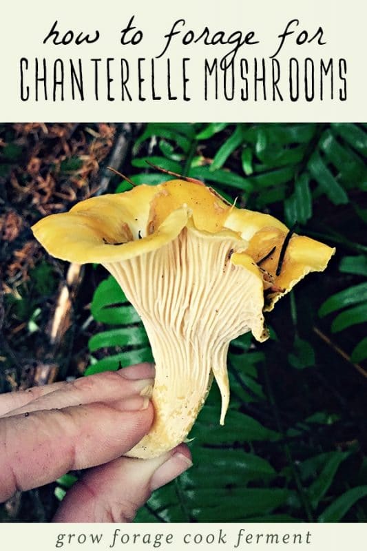 Foraging for Chanterelle Mushrooms