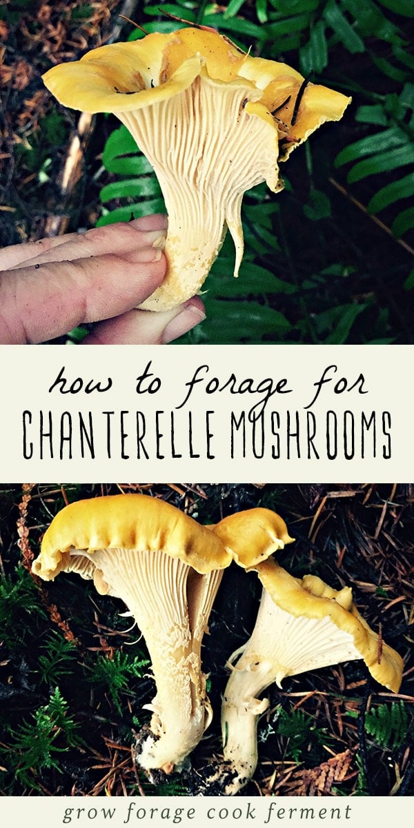 Let's go foraging for chanterelle mushrooms! Chanterelles are easy to identify and fun to forage for...not to mention super tasty, and a culinary treat to find in the wild! Learn how to identify edible chanterelle mushrooms, where to forage for them, and my favorite ways to cook with this very special wild mushroom! #chanterelles #mushrooms #foraging #wildcrafting #wildmushrooms