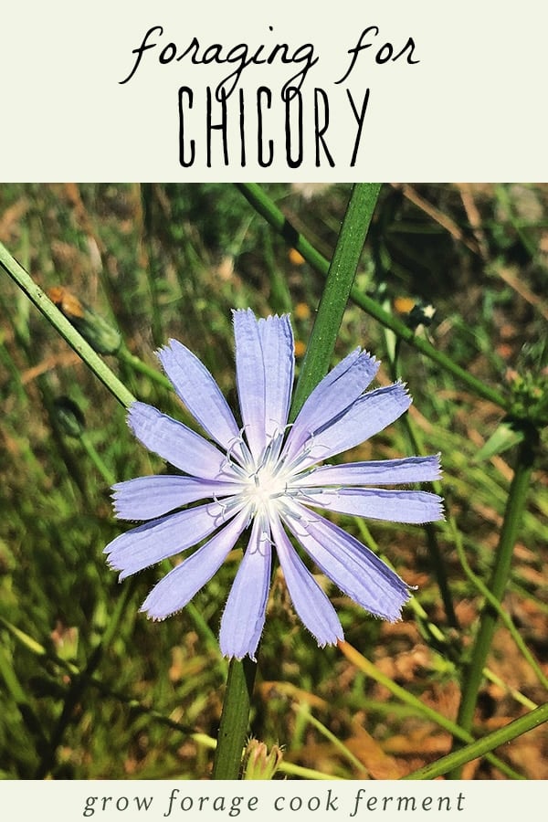 A chicory flower ready to be foraged. 