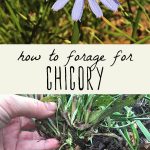A chicory flower in a field, and a foraged chicory root.