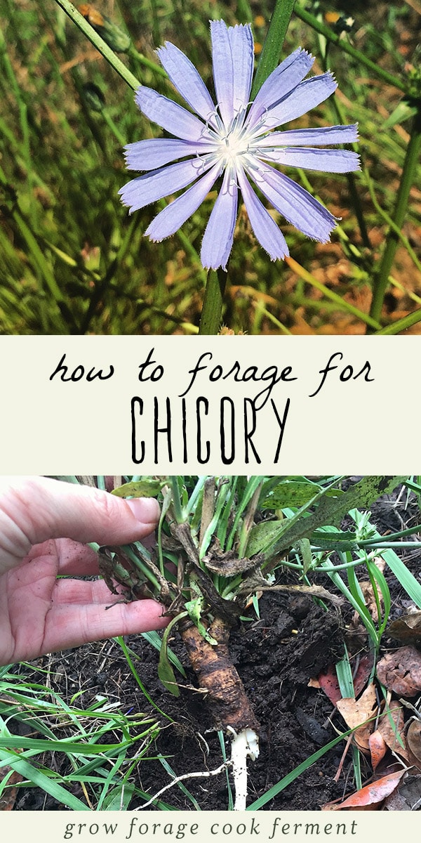 Learn how to forage for chicory! Chicory is a very common plant with both edible and medicinal uses. The entire plant - leaves, flowers, and roots - can all be used. Since it’s such a common plant, wildcrafting for chicory is usually pretty easy. Learn how to identify chicory, where to forage for it, and how to use chicory in the kitchen, and for herbalism and natural medicine uses. #chicory #forage #foraging #herbalism #wildcrafting #naturalmedicine #realfood #traditionalfood
