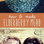 Elderberries in a pot and two glass gallon jugs of elderberry mead.