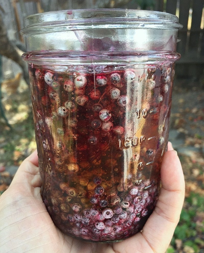 Make fermented elderberry honey this fall/winter to help boost your immune system during cold and flu season. Use wild foraged elderberries and raw, local honey to make this great tasting herbal remedy!