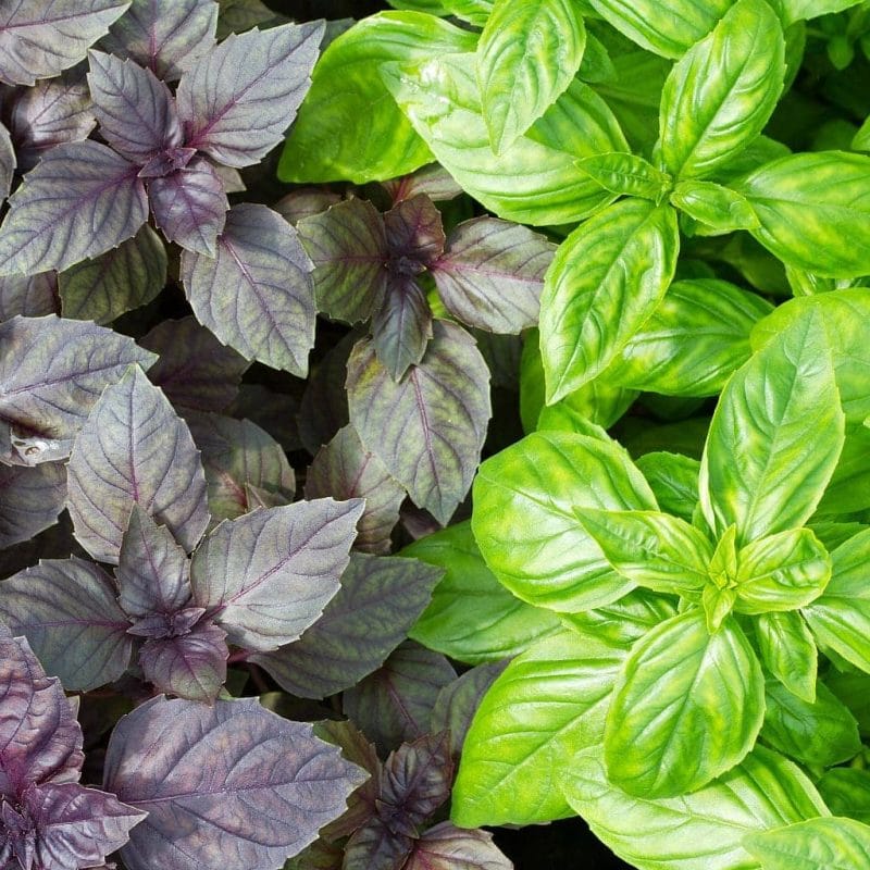 Basil is a common herb that is most often used in the kitchen, but it is also good for the garden and has amazing health benefits! Learn about 10 reasons to grow basil and the benefits of basil. purple basil and green basil