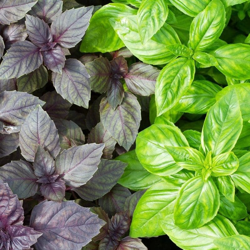 purple basil and green basil