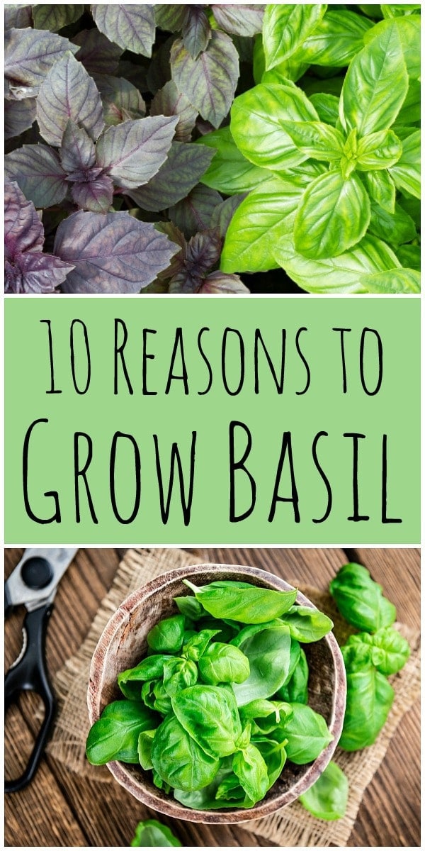 Basil is a common herb that is most often used in the kitchen, but it is also good for the garden and has amazing health benefits! Learn about 10 reasons to grow basil and the benefits of basil. #basil #herbgarden #herbalism #pesto #basiltea