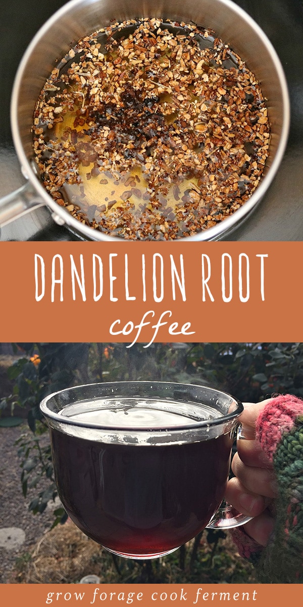 Fall is the perfect time of year to go foraging for dandelion and chicory so that you can make this delicious roasted dandelion root coffee! This foraged food recipe is so easy to make, and yes, dandelion root coffee really does taste just like regular coffee! This is perfect if you're trying to avoid caffeine or would like to experience the herbal and medicinal benefits of dandelion or chicory root. #dandelion #dandelionroot #chicory #coffee #traditionalfood #foraged #wildcrafting #herbalism