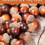 Foraging for Acorns: Identification, Processing + Acorn Recipes