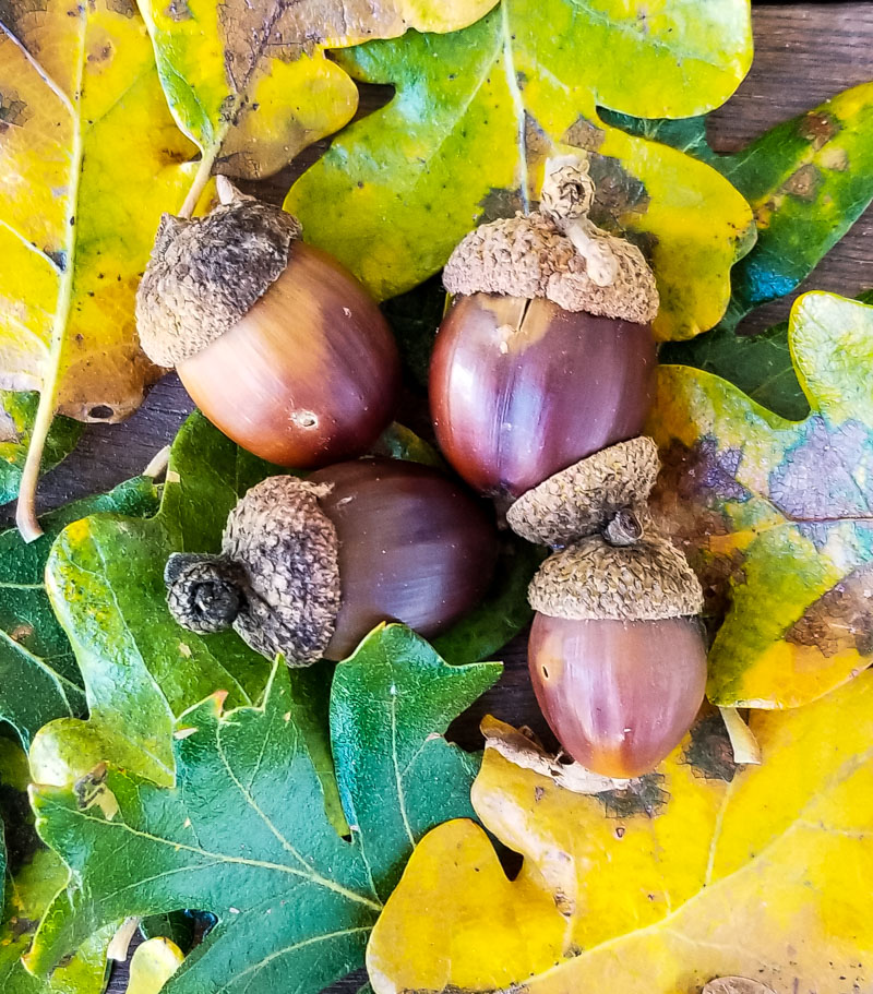 Fall is the season to go foraging for acorns! Learn how to identify and process acorns for eating, plus some delicious acorn recipes like acorn flour! a small pile of acorns and oak leaves