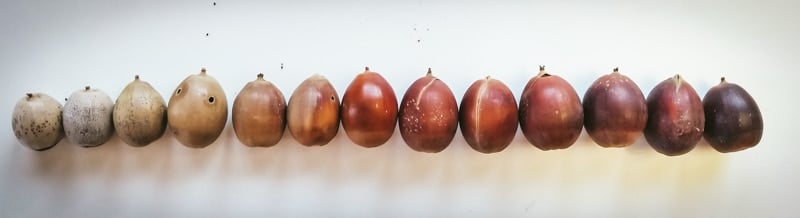 a line of acorns showing all of their different colors