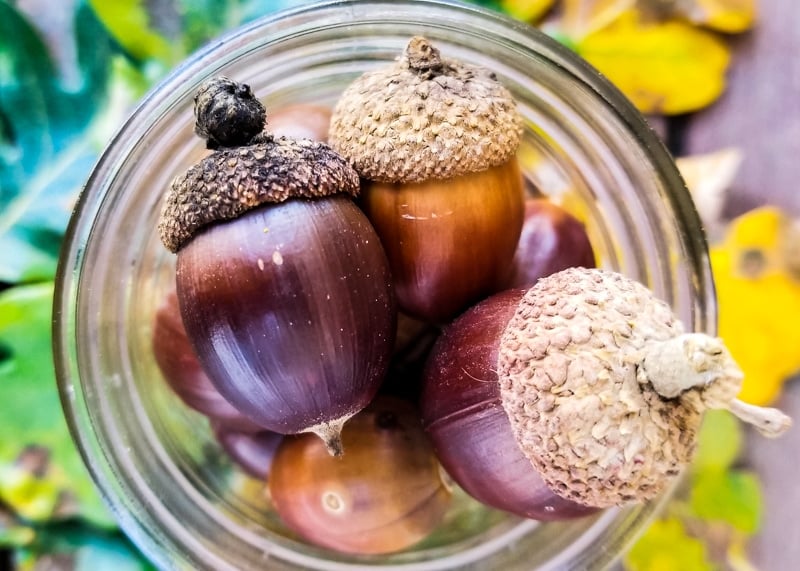 Fall is the season to go foraging for acorns! Learn how to identify and process acorns for eating, plus some delicious acorn recipes like acorn flour! a close up of a mason jar full of foraged acorns
