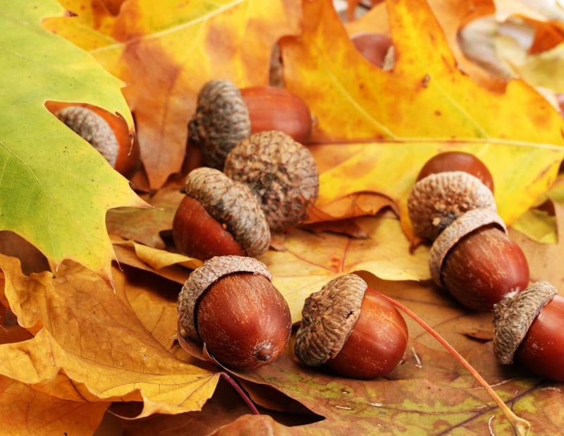 acorns on the ground with fall leaves