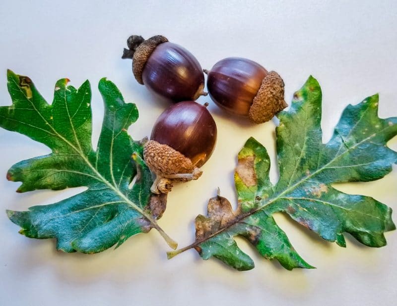 Fall is the season to go foraging for acorns! Learn how to identify and process acorns for eating, plus some delicious acorn recipes like acorn flour! three acorns and two oak leaves