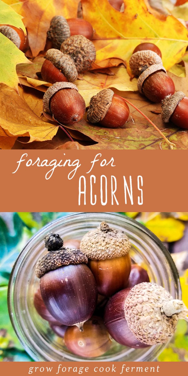 Fall is the time to go foraging for acorns! Learn how to identify and process acorns for eating, plus some delicious acorn recipes. #acorns #foraging #wildcrafting #acornrecipes #acornflour
