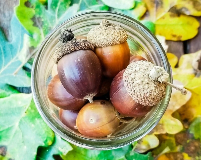 Foraging for Acorns Identification, Processing + Acorn Recipes