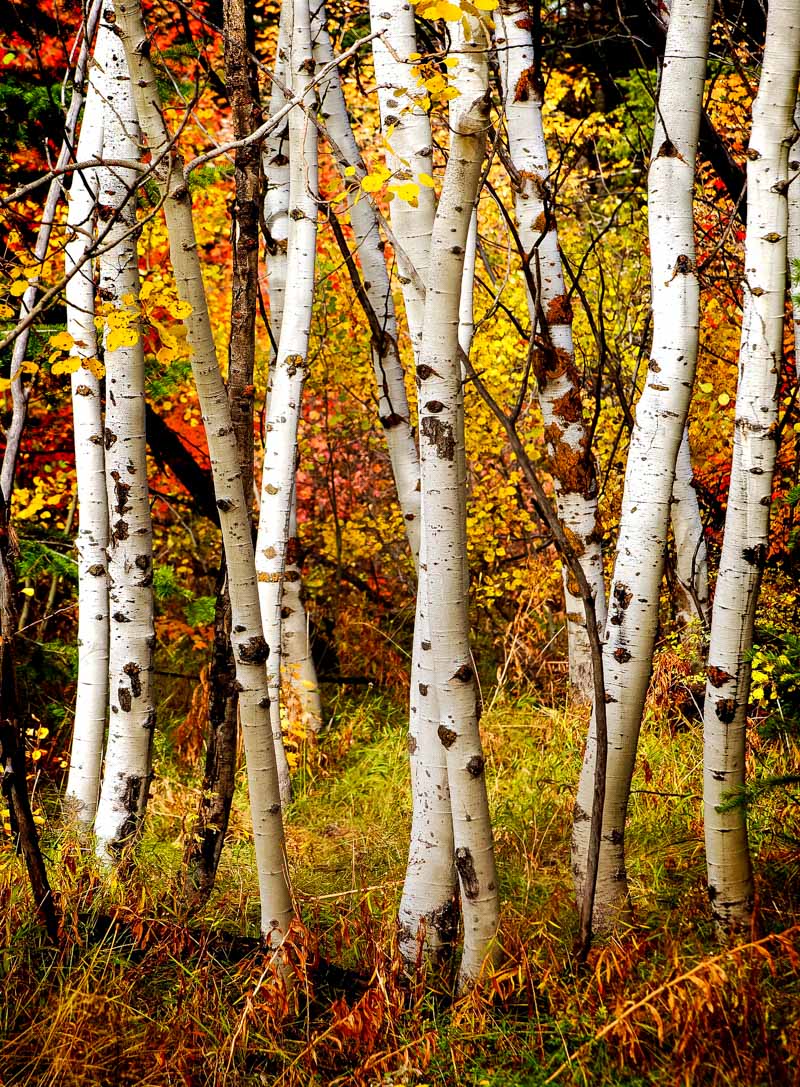 Birch trees with fall colors