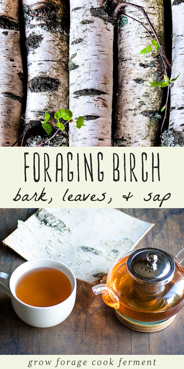 Birch trees have many edible and medicinal uses and are great to forage for! Learn how to harvest and use birch bark, leaves, sap, and make birch bark tea. #birch #birchtree #birchbark #birchleaves #birchsyrup #birchtea #foraging #wildcrafting