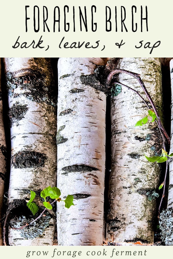 a stack of birch tree logs with twigs and leaves