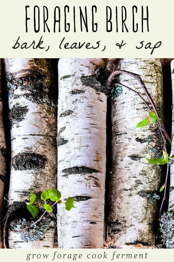 Birch trees have many edible and medicinal uses and are great to forage for in the fall! Learn how to harvest and use birch bark, leaves, sap, and make birch bark tea. a stack of birch tree logs with twigs and leaves