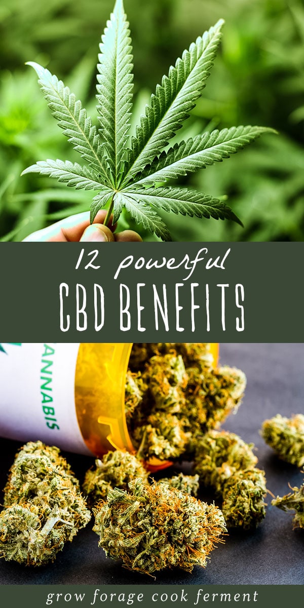 CBD and cannabis have become very popular in recent years due to their many medicinal benefits. Learn about 12 powerful CBD benefits for your health! #cbd #cbdbenefits #benefitsofcbd #cannabis #medicinalcannabis #cannabisbenefits #medicalcannabis #herbalmedicine #herbalism