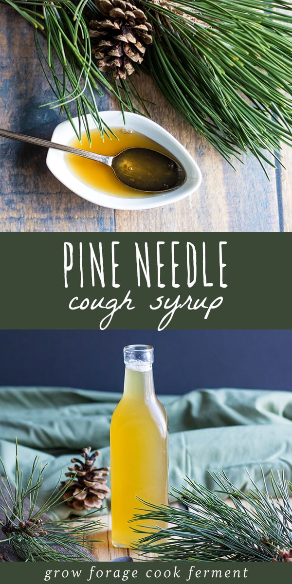 Make this pine needle cough syrup with foraged pine needles to help soothe a sore throat and ease coughs. Recipe is from the book Healing Herbal Infusions. #pineneedle #coughsyrup #herbalremedy #naturalmedicine #foraging #wildcrafting #herbalism