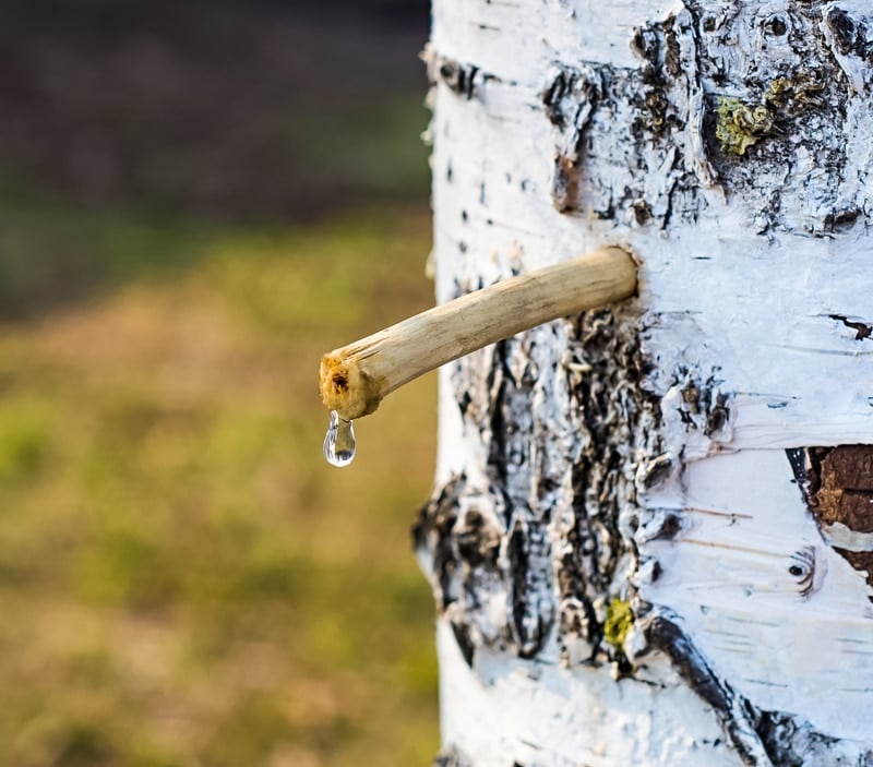 How to tap birch trees for drinkable sap - Men's Journal