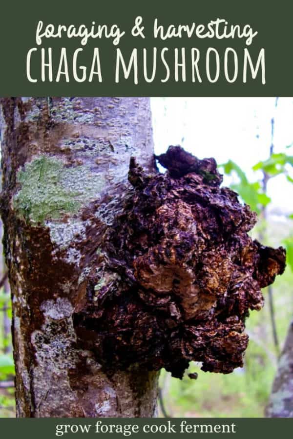 Harvesting Chaga Avoid Deadly Black Knot Confusion - qsv8mzr