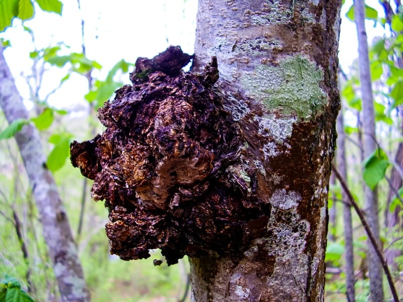 Learn more about six different medicinal mushrooms that have powerful health benefits. They will enhance your immune system, mood, and give you energy! chaga fungus on a birch tree