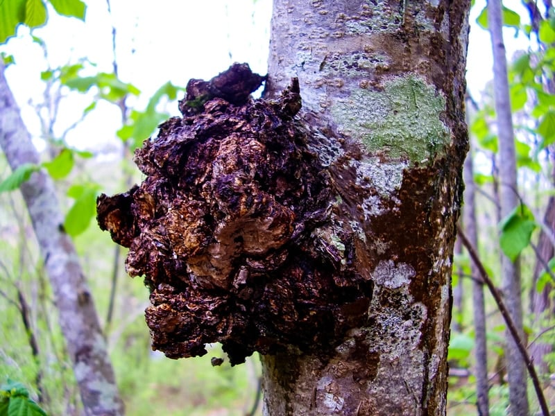 chaga mushroom on a birch tree