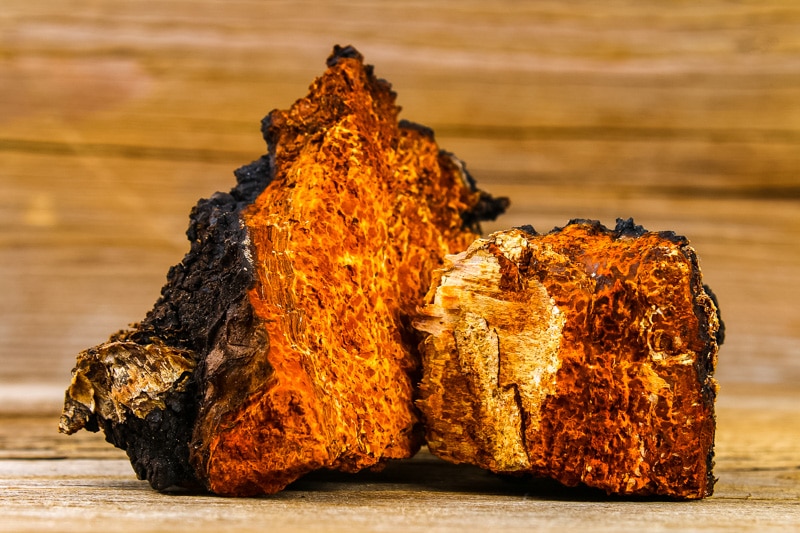 Learn all about chaga fungus! What is chaga, how to forage and harvest chaga sustainably, chaga mushroom benefits, and an easy chaga tea recipe. two large pieces of chaga fungus