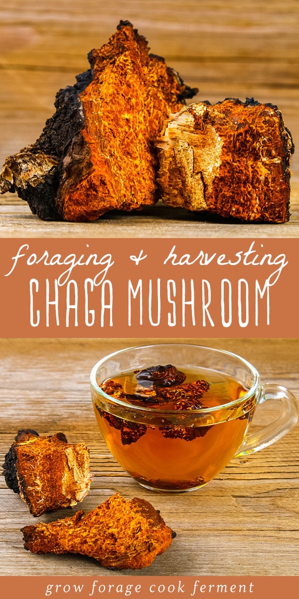Learn all about chaga fungus! What is chaga, how to forage and harvest chaga sustainably, chaga benefits, and how to make chaga tea. #chaga #chagamushroom #foraging #wildcrafting #mushrooms #chagatea #chagabenefits