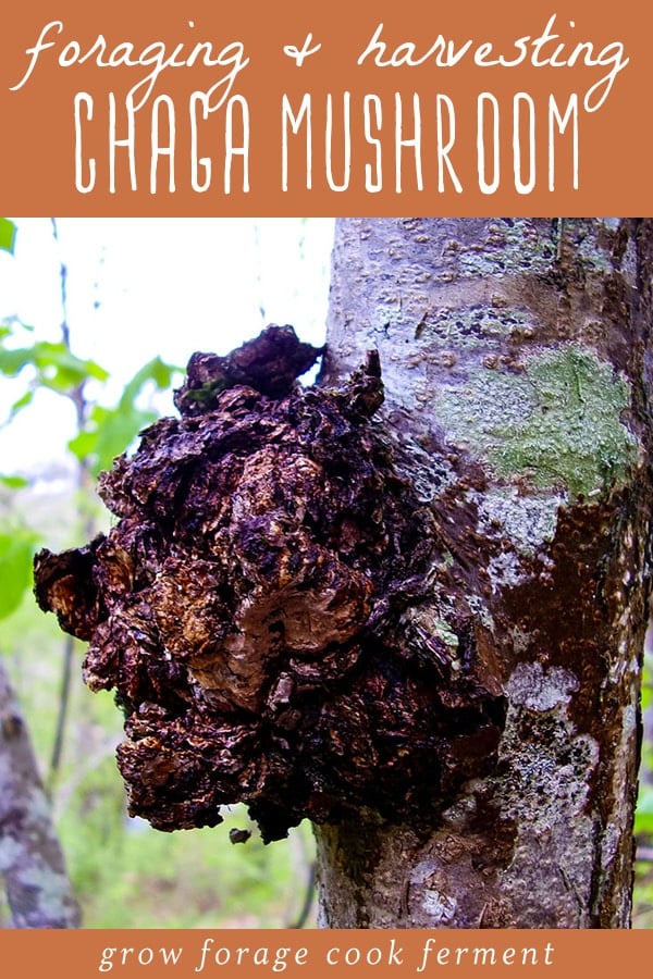 a chaga fungus on a birch tree