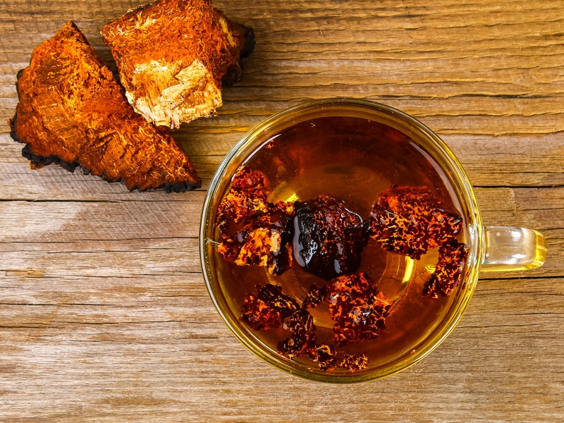 chaga tea with chunks of chaga fungus