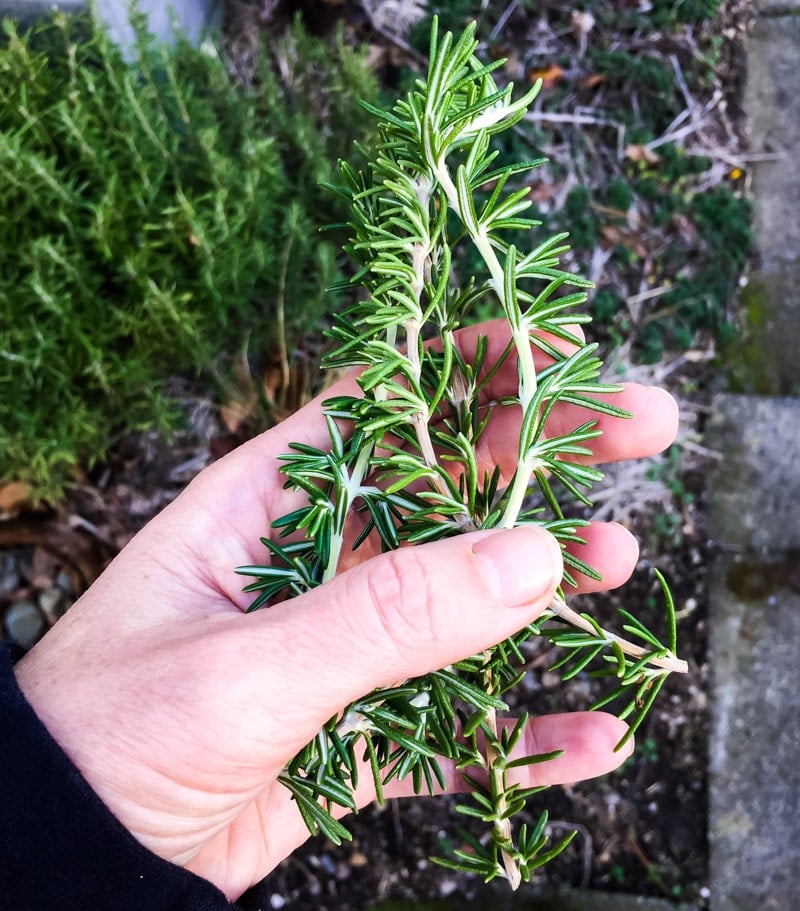 a hand holding a few sprigs of fresh rosemary