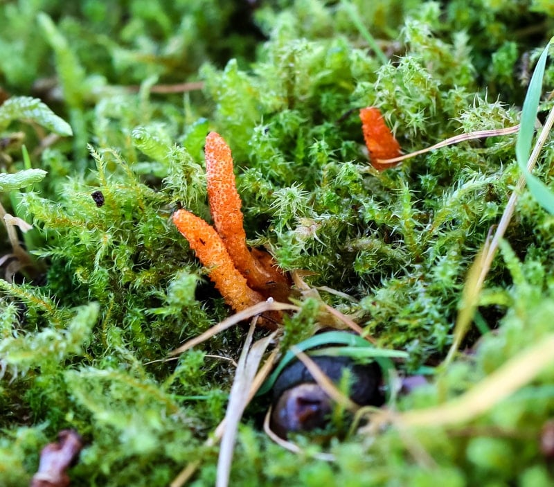 orange cordyceps mushrooms growing out of moss