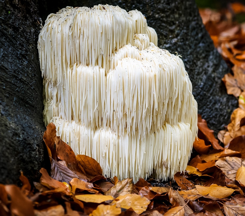 shaggy Hericium growing at the base of a tree